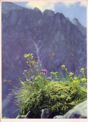 01aVVRac Kalender 1958 Blumen der Berge - 1