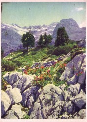 01aVVRac Kalender 1958 Blumen der Berge - 3