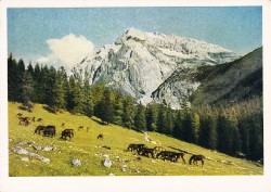 01aVVRac 7009 (A7009) Mulis am Karwendel (1952)
