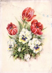 01aVVRac 1646 Tulpen
