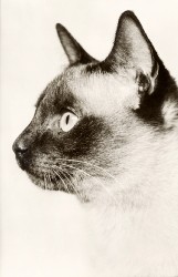 01bBHRa G1601 Katze (1968)