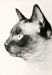 01bBHRa G1601 Katze (1973)