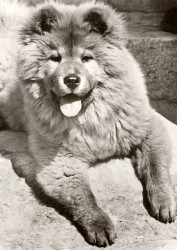 01bBHRa G1645 Chow-Chow
