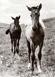01bBHRa G1769 Pferde (1972)
