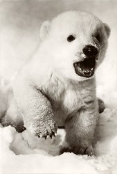 01bBHRa G1897 Junger Eisbär