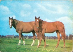 01bBHRac 1152 Pferde