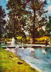 DFWac  202 Erfurt iga Flamingos an der Wasserachse (1966)