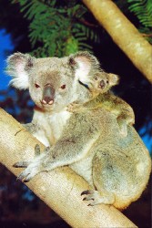 #AU 1981 Ganzsache Koala mit Baby