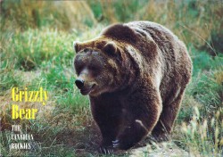 #CA APCc M16 Grizzly Bear