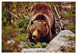 #CA LGPc 7107 Grizzly Bear