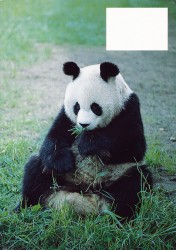 #NZ 1994 Ganzsache 4 Panda