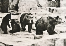 10WVMa oN Kamschatka-Bären (1968)